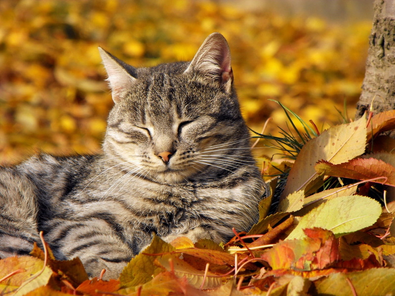 short, brown, animal, domestic animals, feline, muzzle, plant part, change, autumn, leaves, fur, cat, 720P, close-up, sleeping, whisker, vertebrate, animal themes