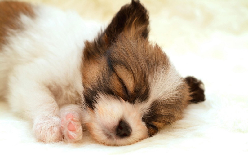 animal head, puppies, young animal, puppy, small, dog, 1080P, lying down, innocence, relaxation, indoors, napping, domestic animals, cute, no people, sleeping