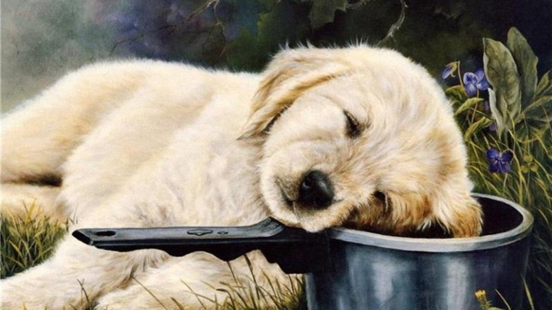 comfortable, blue, nature, pets, puppies, golden, cute dogs, retriever, painting, animals, 1080P, puppy, spot, deep, water, sleeping animals, lying