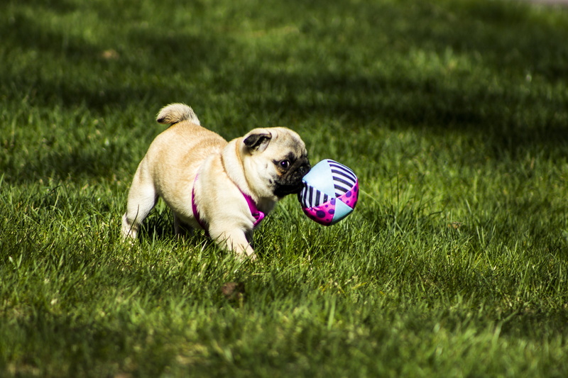 purebred Dog, dog, cute, no people, vertebrate, playing, ball, lap dog, canine, nature, funny, small, adorable, field, play, mammal, domestic animals, one animal