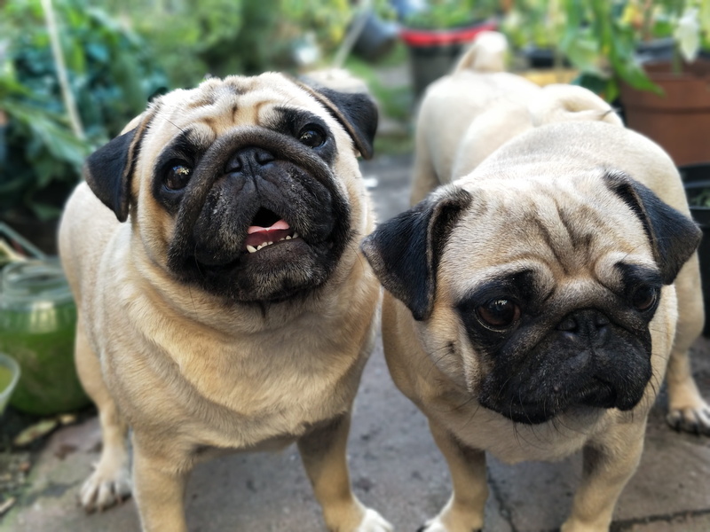 focus on foreground, two, puppies, animal themes, no people, Pug, fawn, mammal, dog, outdoors, Pugs, Garden, vertebrate, puppy, domestic animals, portrait