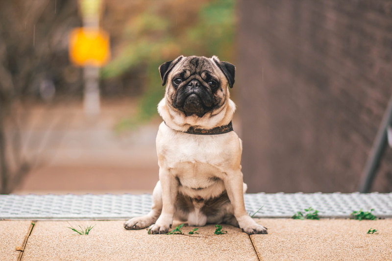 pet, animal themes, canine, pedigree, vertebrate, no people, looking, adorable, outdoors, 5K, focus on foreground, domestic, mammal, purebred dog, big eyes