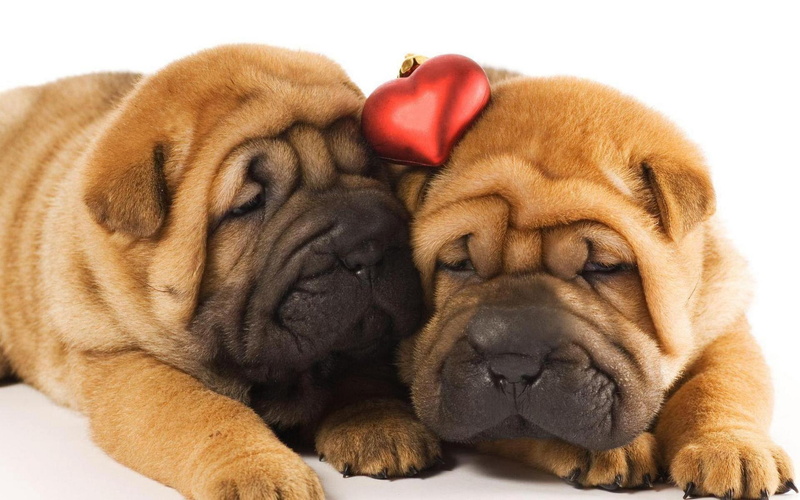 domestic Animals, friendship, puppies, sitting, brown, sleeping, no People, canine, animal wildlife, cute, cut Out, young Animal, animal body part, innocence