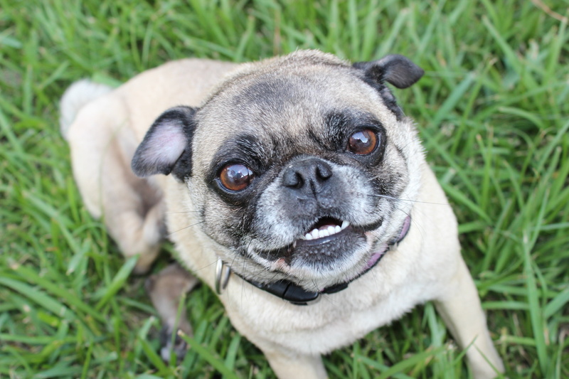 adorable, dog, canine, cute, small, nature, one animal, grass, animal, people, doggy, breed, mammal, looking, face, purebred, close-up, friend, domestic