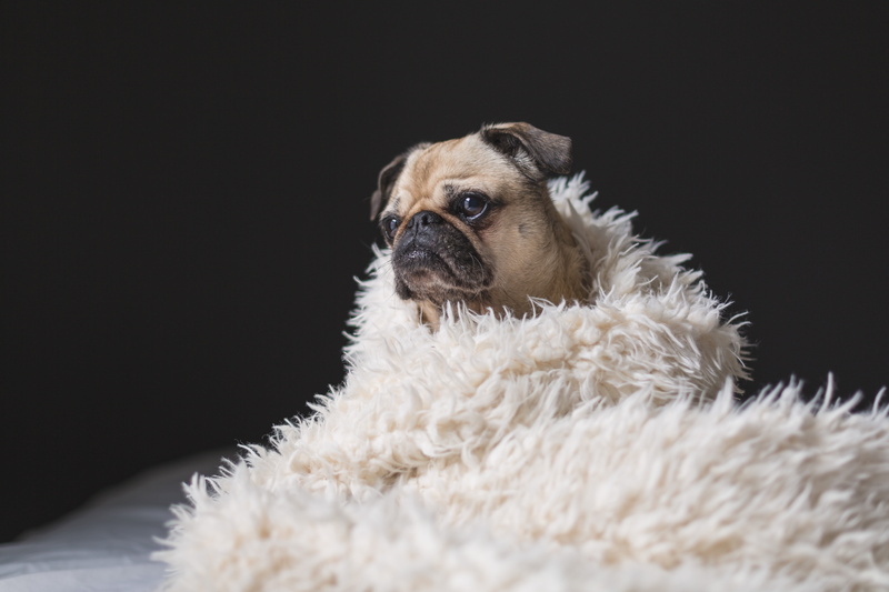 chill, animal, animal themes, animal head, small, portrait, pets, domestic, animal hair, sheet, indoors, vertebrate, blanket, looking at camera, dark, one animal
