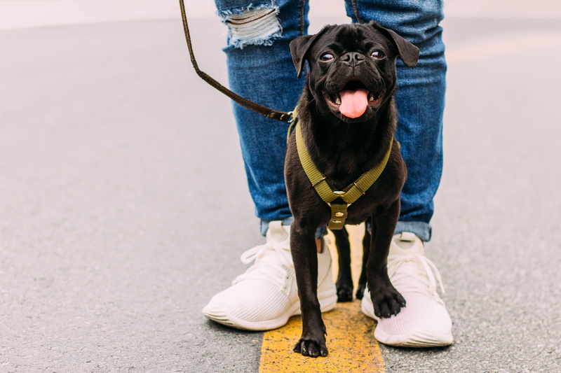pet, outdoors, animal, purebred Dog, black, dog, pets, pug, walking, dog walking, white, dog walker, street, canine, friendship, one Person, green, caucasian Ethnicity