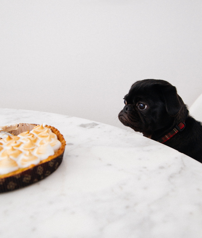 baked, 2K, small, table, close-up, copy space, indoors, black color, vertebrate, cupcakes, marshmallow, looking, food, one animal, mammal, black, puppy