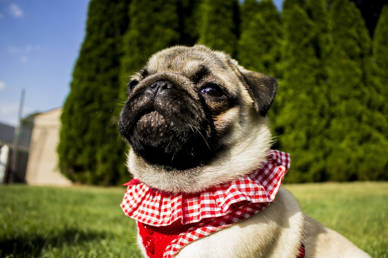 focus on foreground, purebred, shih tzu, outdoors, close-up, purebred Dog, animal head, pet, domestic Animals, sit, lovely, animal themes, mammal, day