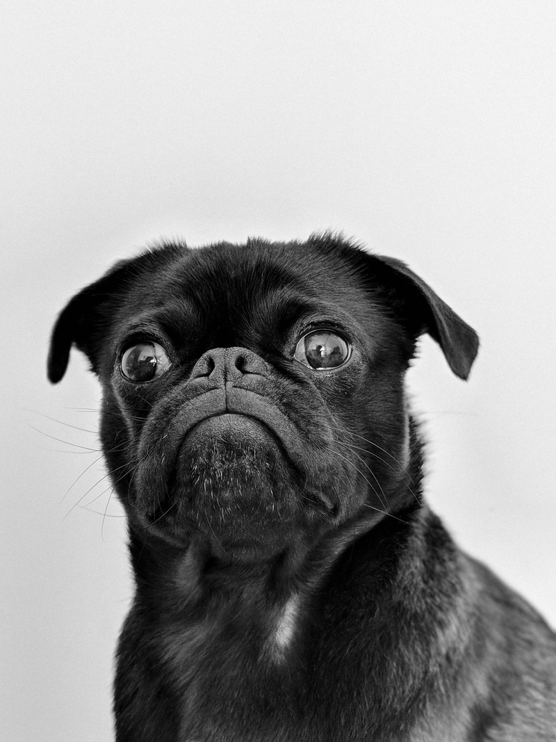 pug, background, one animal, animal head, mammal, adult, animal themes, close-up, dog, indoors, toshi, eye, animal, black, face, small, pets, studio shot