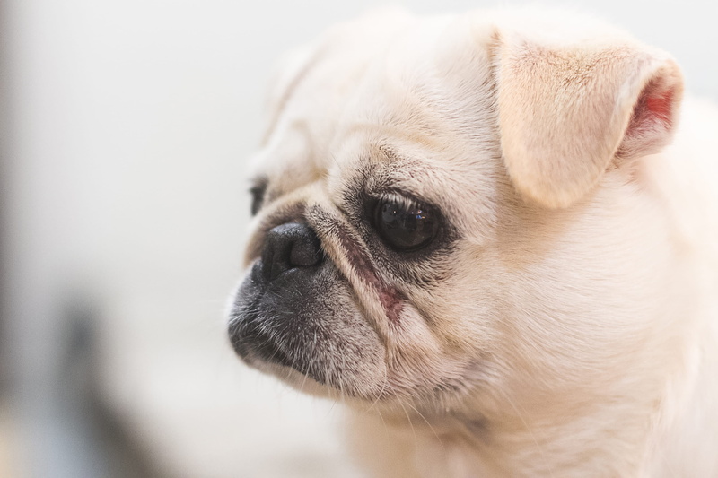 cat, nature, japan, katsurakawatacho, pets, portrait, dog, focus on foreground, animal themes, animal body part, cute, pug cafe, no people, cool, animal