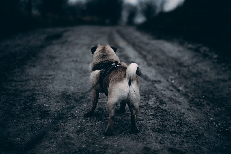 day, mammal, pets, dirt road, road, canine, transportation, countryside, fur, walk, fawn, no people, land, animal themes, brown, white, one animal, nature