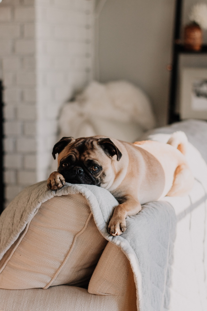 pets, dog, no people, portrait, relaxation, white, mattress, mammal, domestic, laying, vertebrate, lay, pug, fawn, sunlight, couch, blanket, animal, indoors