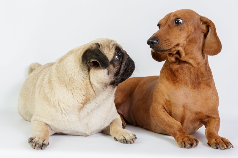 animal themes, domestic Animals, one Animal, Pug, Dachshund, 4K, no People, beige, group of animals, two animals, friendship, canine, white Background