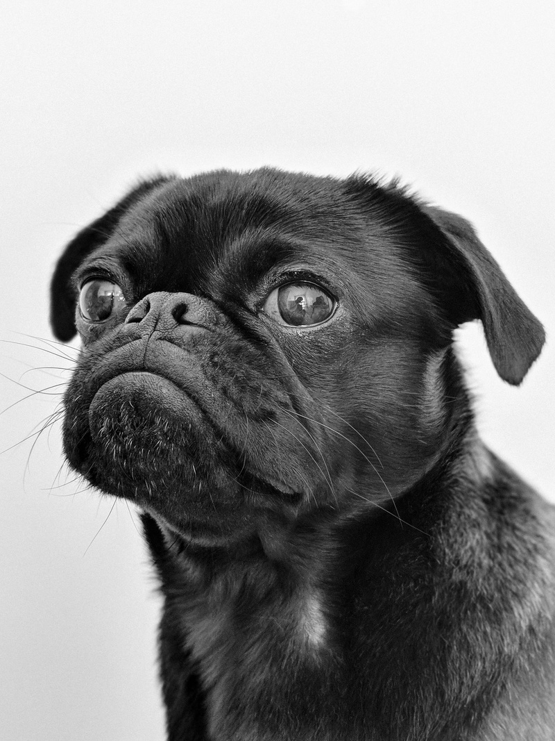 animal themes, close-up, vertebrate, mammal, domestic, fawn, animal head, no people, animal, pets, one animal, animal eye, dog, pug, close, domestic animals