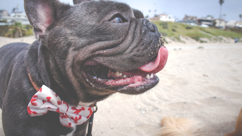beach, california, focus on foreground, canine, 4K, playa del rey beach, one animal, dog, pet, bulldog, snout, french bulldog, los angeles, boxer, pug