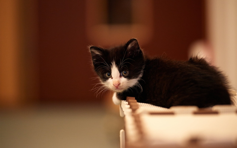 black, looking at camera, lying, young animal, selective focus, indoors, domestic animals, cat, feline, 1080P, kitty, pets, no people, domestic, one animal