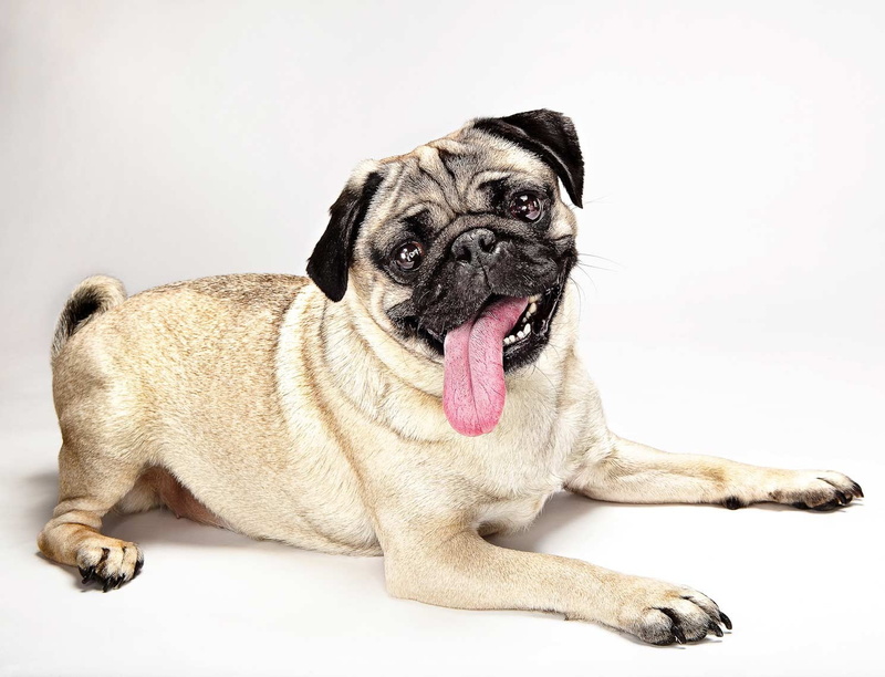 purebred Dog, young Animal, adult, looking, one Animal, studio Shot, cute, mammal, puppy, animal mouth, canine, panting, language, domestic Animals, vertebrate