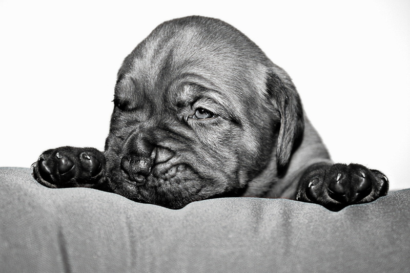 mammal, black and white, pug, animal head, vertebrate, indoors, animal body part, domestic, coated, portrait, short, small dog, fabric, animal themes, studio shot