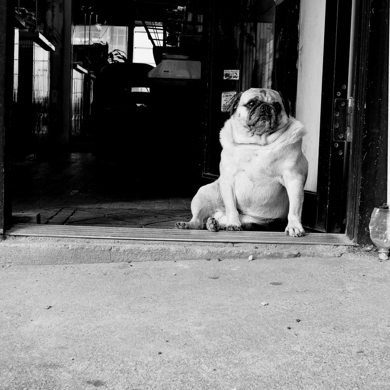 no people, domestic, 2K, blackand white, front view, domestic animals, canine, outdoors, sitting, mammal, usa, day, dog, full length, one animal, vertebrate