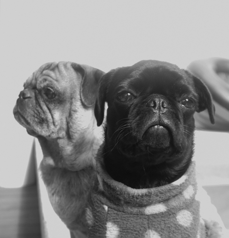 canine, breed, small, pets, dog, cute, white, domestic animals, animal themes, vertebrate, mammal, animal, animal body part, looking, domestic, isolated