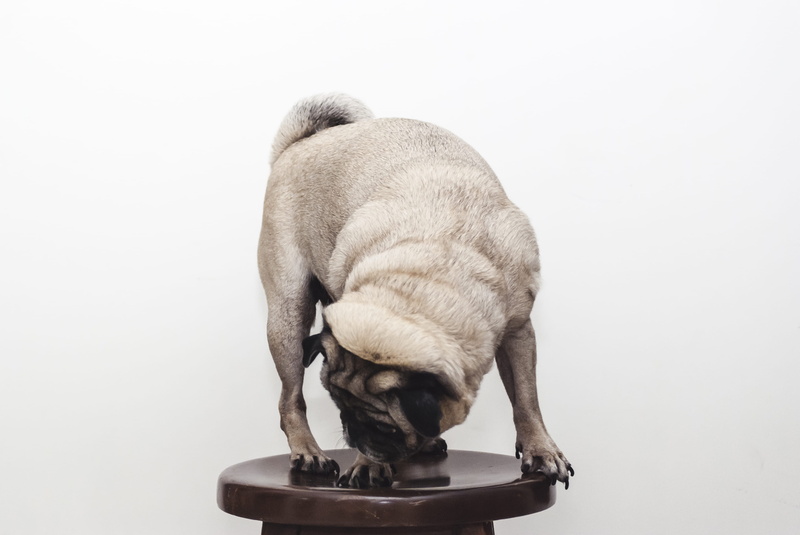 animal themes, domestic animals, white background, pug, small, background, pets, mérida, fawn, 2K, indoors, canine, animal, studio shot, no people, purebred