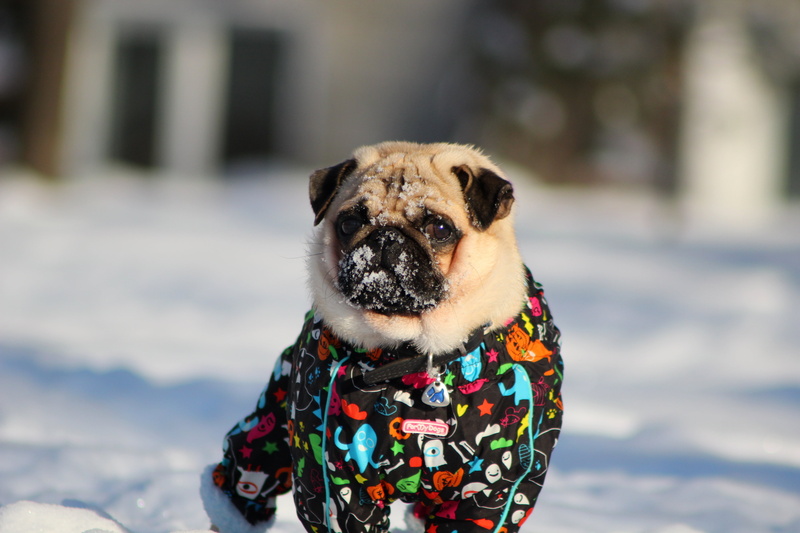 young Animal, canine, pets, animal head, cute, animal, cold - Temperature, playful, mammal, portrait, puppy, looking, domestic, domestic Animals, friendship