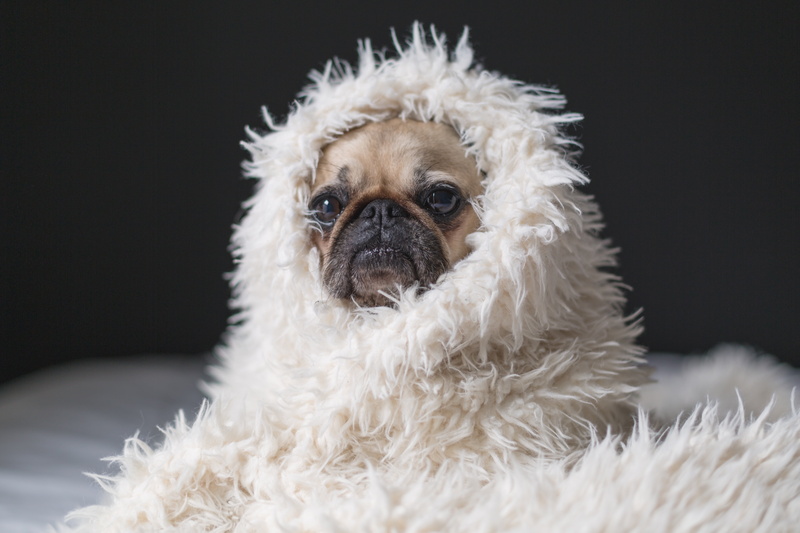 small, white color, chinese, animal themes, domestic animals, dark, animal body part, cute, dog, pug, hair, 5K, pet, covered, domestic, indoors, animal head