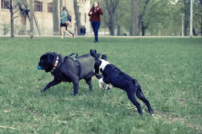 full length, domestic animals, pug, black, daytime, day, mammal, pets, white, black color, incidental people, dogs, woman, ball, dog, outdoors, near, field