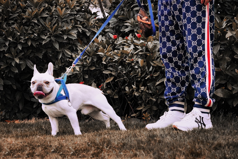 men, standing, dog, photography, leisure activity, one animal, day, 4K, focus, domestic, pet owner, domestic animals, pets, clothing, canine, real people