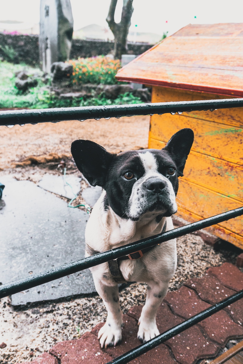  domestic animals, looking at camera, pug, nature, standing, mammal, high angle view, outdoors, cute, korea, domestic, no people, canine, portrait