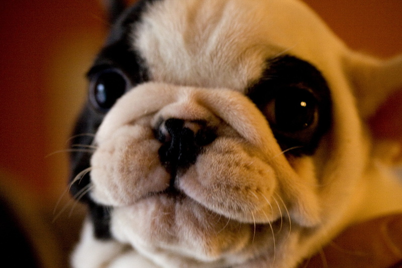 animal, portrait, puppy, friend, domestic animals, one animal, young animal, animal body part, canine, animal head, cute, domestic, snout, pets, lap dog