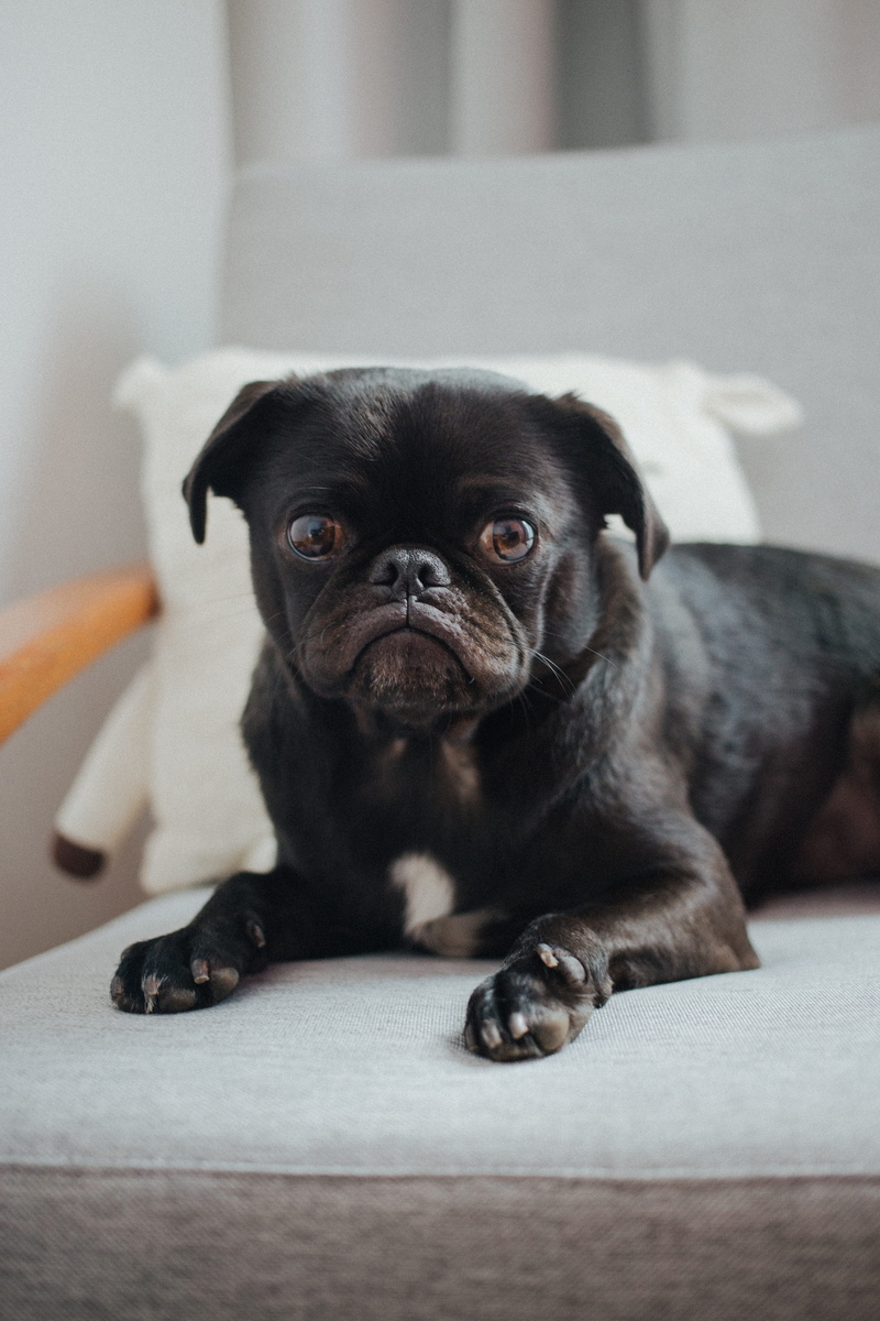 animal, sofa, domestic, looking at camera, no people, 5K, black, white, gray, portrait, domestic animals, one animal, lap dog, lying, fabric, animal themes