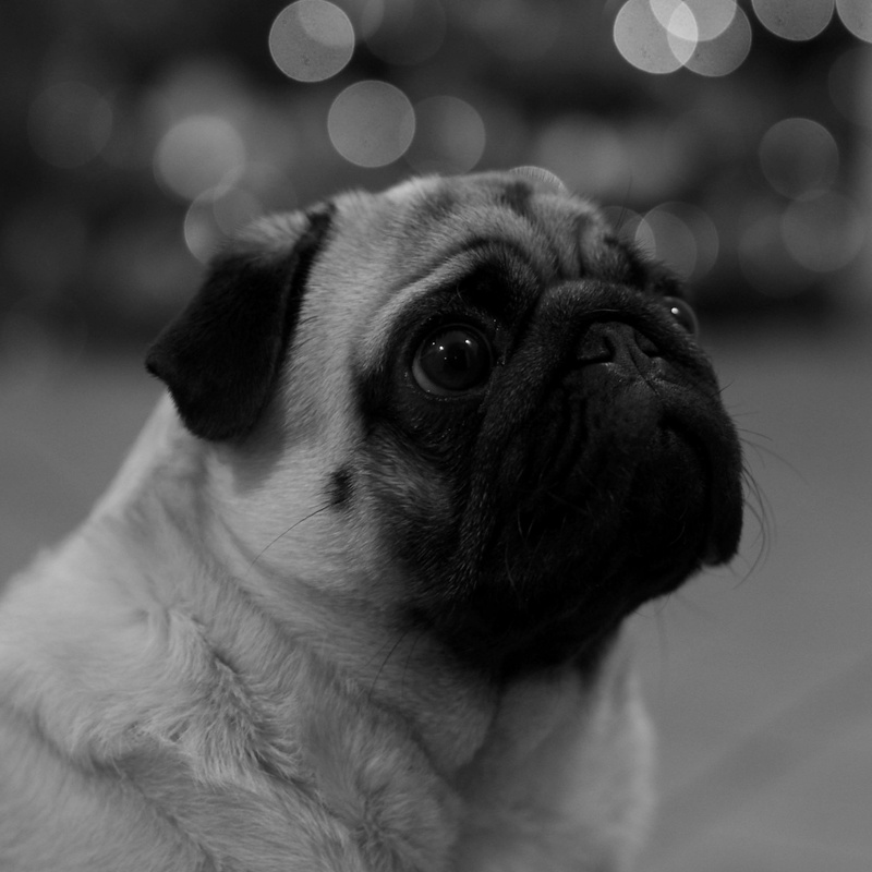 animal, canine, no people, lap dog, domestic animals, black and white, animal eye, animal themes, small, one animal, focus on foreground, animal head, purebred dog
