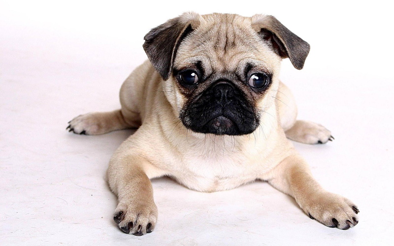 pug, canine, white background, looking at camera, animal, dog  desktop backgrounds, dog, no people, small, domestic animals, lying down, vertebrate, pets