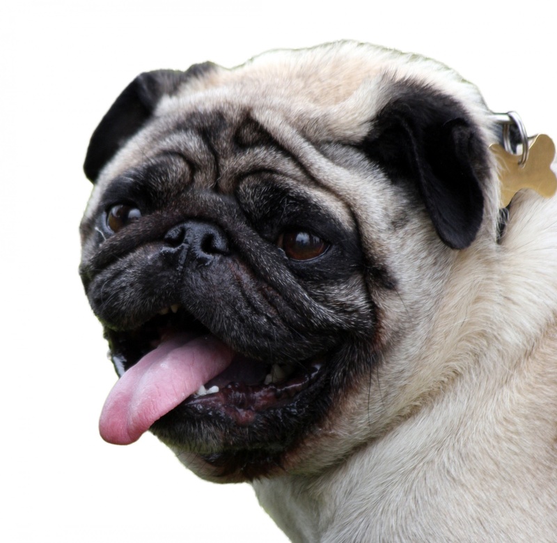 portrait, domestic, one animal, fawn, white, animal head, studio shot, small, face, mammal, details, animal tongue, lap dog, pets, no people, head, pedigree
