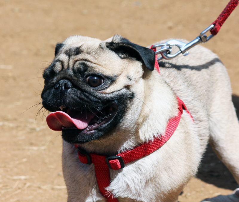 pet leash, canine, animal themes, animal, fight dog, white, leash, one animal, fawn, mammal, pet collar, domestic animals, dog, pets, dog leash, collar