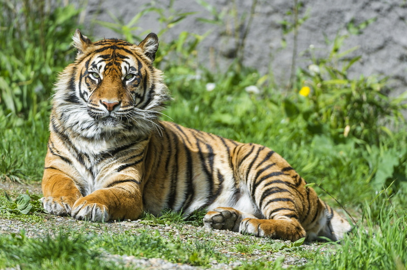 Female, Sumatran tiger, 4K, 2K, Tigress, Beautiful