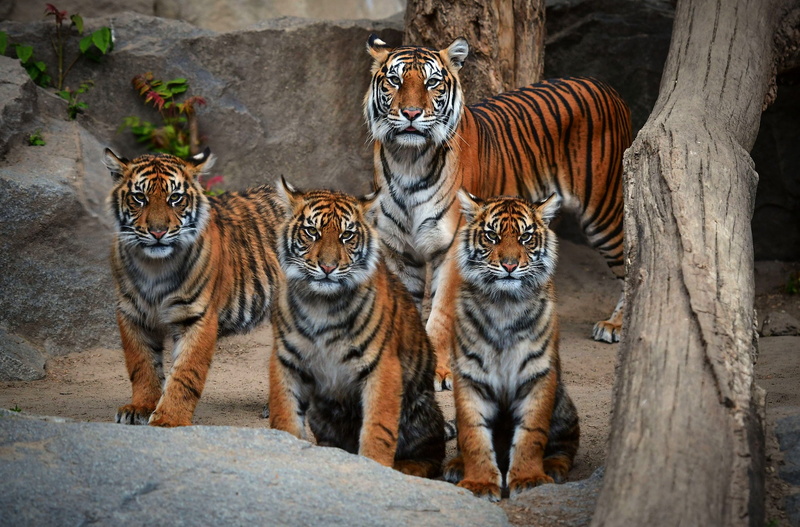 tigress, family, company, 1080P, look, tiger, stones, the cubs, log, tigers