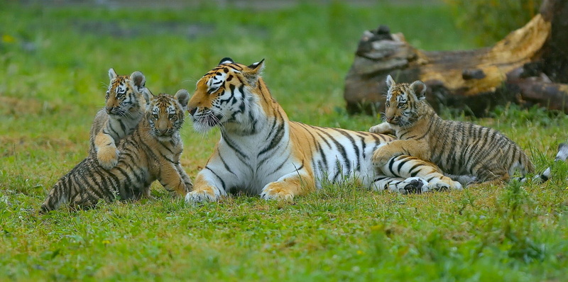 tiger, kittens, motherhood, tigress, cubs, 1080P