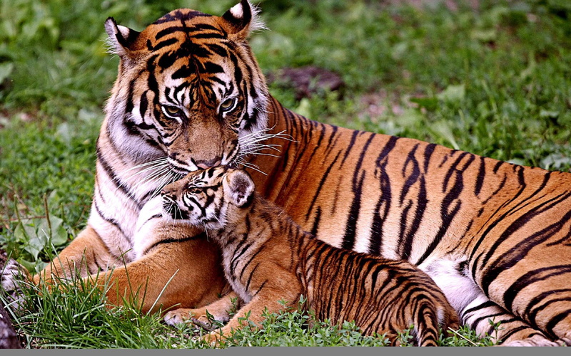 nurtures, animal wildlife, carnivora, tigress, animals in the wild, endangered species, no people, outdoors, feline, grass, one animal, vertebrate, zoo