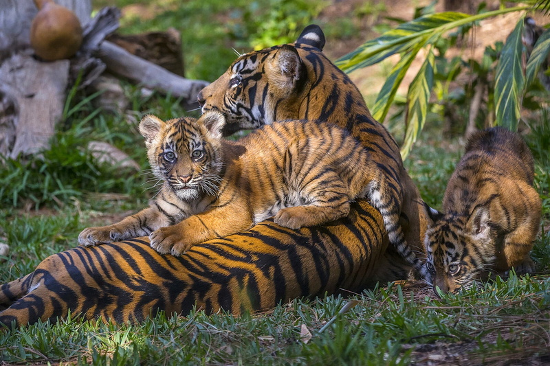 animal themes, no people, group of animals, the cubs, animal, cub, carnivora, big cat, tigers, tiger, grass, vertebrate, mammal, cat, 1080P, animal family