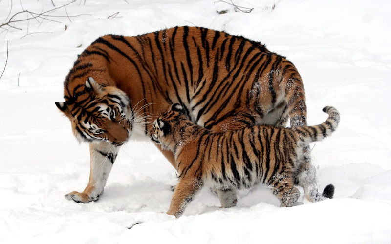 baby, one animal, cold - Temperature, tigress, wool, danger, outdoors, strips, siberian Tiger, brown, walk, color, endangered Species, animal wildlife