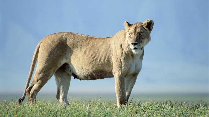 standing, lion - Feline, 1080P, day, lioness, animals In The Wild, east Africa, beautiful, truancy, plant, animals Hunting, carnivore, tigress, animal wildlife