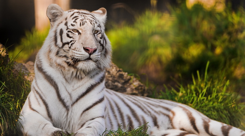 one animal, Animal, Bengal, tigress, Grass, cat, Photography, vertebrate, mammal, focus on foreground, Wild, relaxation, feline, 2K, tiger, no people