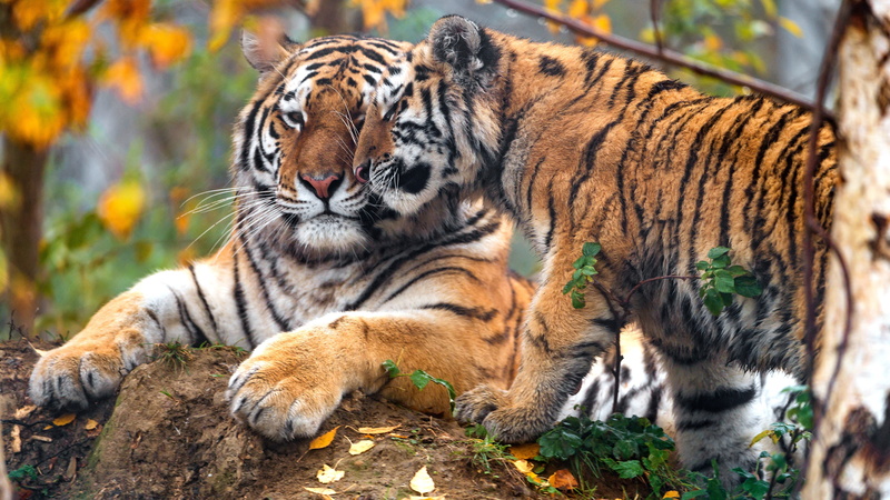 pair, nature, face, branches, pose, two tigers, stone, autumn, 4K, lies, leaves, foliage, background, fondled, cub, two, tigress, paws, weasel, mom, tiger