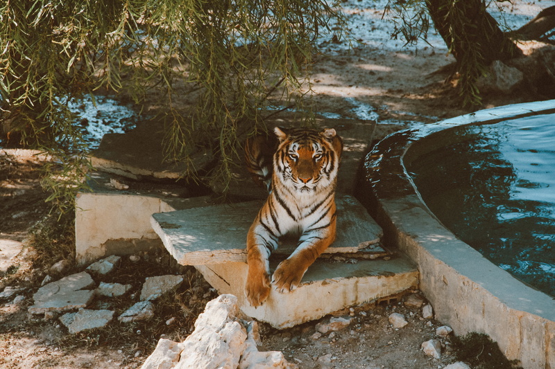 undomesticated cat, drinking, cat, animal, animal themes, water, sycamore, nature, zoo, tree, reclining, feline, animal wildlife, mammal, big cat, animals in the wild