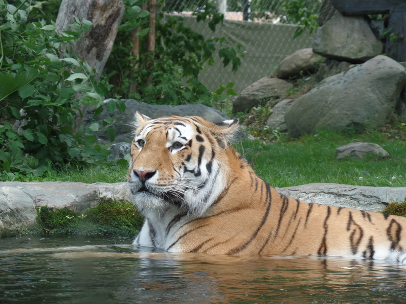 nature, animal themes, zoo, water, tiger, big cat, cat, drinking, one animal, animals in the wild, no people, white tiger, 4K, mammal, feline, animal
