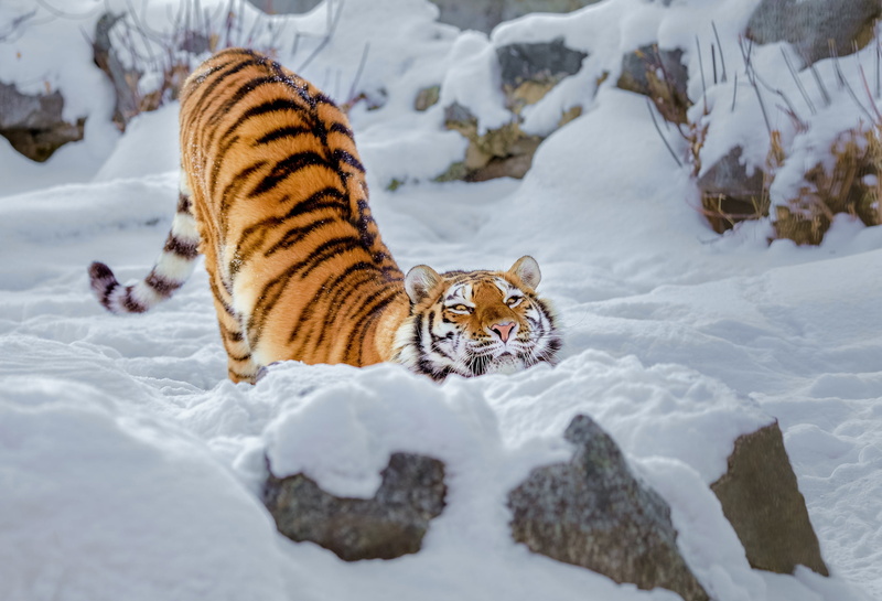 2K, wild cat, snow, tigress, potyagushki, winter
