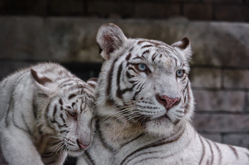 white, animals in captivity, big cat, animal head, relaxation, two, whisker, cat, tiger, tigers, focus on foreground, vertebrate, animal, feline, animal themes