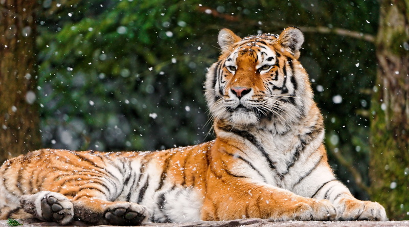 winter, animal wildlife, outdoors, feline, endangered species, animal head, Animals, Tiger, cat, nature, big cat, carnivora, vertebrate, Photography, 2K